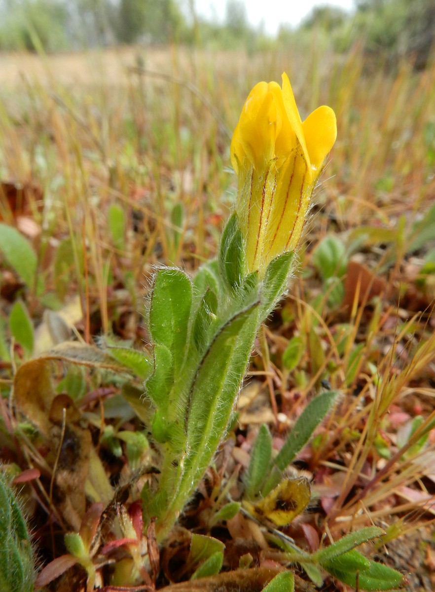 Hymenocarpos lotoides